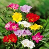 Freesien Mischung - 60 blumenzwiebeln -