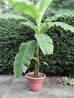Frostharte Banane Musa basjoo grün 40-60 cm. Enormer Wuchs innerhalb weniger Jahre bis auf 3 Meter Höhe - 