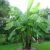 Frostharte Banane Musa basjoo grün 40-60 cm. Enormer Wuchs innerhalb weniger Jahre bis auf 3 Meter Höhe -