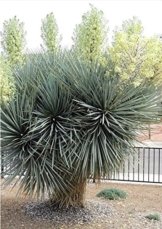 Frostharte Blaukronige Kugelyucca 90-100cm Yucca rigida Winterharte Yuccapalme -