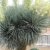 Frostharte Blaukronige Kugelyucca 90-100cm Yucca rigida Winterharte Yuccapalme -