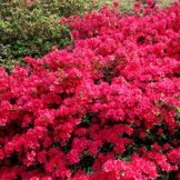 Gartenazalee rot - 1 strauch -