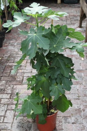 Gartenpflanze - Echte Feige "Brown Turkey" - großer Feigenbaum, 60cm hoch -
