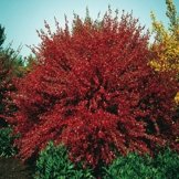 Geißklee (Cytisus praecox) Hollandia - 1 strauch -