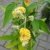 gelbbühender Schmetterlingsstrauch Buddleja Sungold 60 - 80 cm im 5 Liter Pflanzcontaier - 
