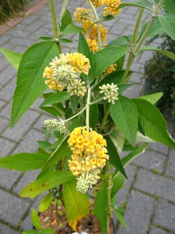 gelbbühender Schmetterlingsstrauch Buddleja Sungold 60 - 80 cm im 5 Liter Pflanzcontaier - 