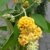 gelbbühender Schmetterlingsstrauch Buddleja Sungold 60 - 80 cm im 5 Liter Pflanzcontaier -