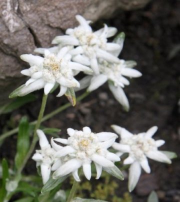 Geschenk-Anzuchtset Alpenedelweiss - 