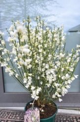 Ginster cremeweiß Cytisus praecox Albus 40 - 60 cm hoch im 3 Liter Pflanzcontainer -