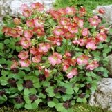 Glücksklee Iron Cross - 60 blumenzwiebeln -