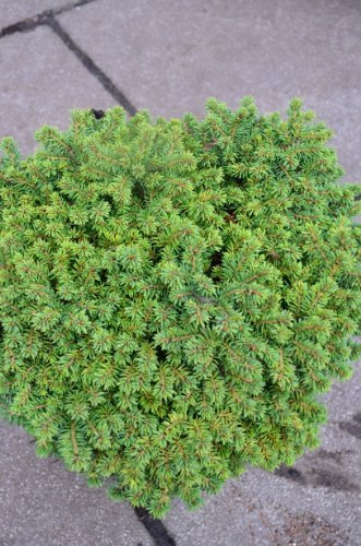 grüne Igelfichte Picea abies Echiniformis 25 - 30 cm breit im 3 Liter Pflanzcontainer -
