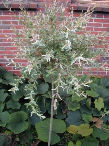 Harlekinweide Salix integra Hakuro Nishiki 60 cm Stammhöhe im 5 Liter Pflanzcontainer -