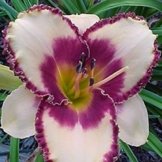 Hemerocallis Taglilie Alaqua - 1 pflanze -