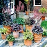 Heuchera Kollektion - 3 pflanzen -