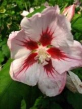 Hibiscus rosa mit rotem Fleck blühend Hibiscus Hamabo 60 cm hoch im 3 Liter Pflanzcontainer -
