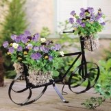 Hornveilchen Saat + Fahrrad - 1 set -