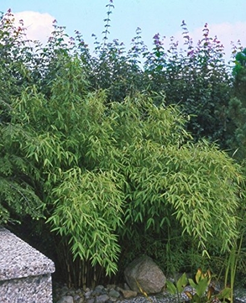 Horstbildender Bambus 