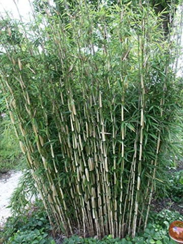 Horstbildender Bambus "Pingwu" (Fargesia robusta) - Winterharte Bambus-Pflanze ohne Ausläufer vom Testsieger Garten Schlüter -