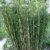Horstbildender Bambus "Pingwu" (Fargesia robusta) - Winterharte Bambus-Pflanze ohne Ausläufer vom Testsieger Garten Schlüter -