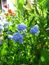 immergrüne Säckelblume Ceanothus impressus Victoria 30 - 40 cm hoch im 3 Liter Pflanzcontainer -