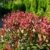 immergrüne Zwerg - Glanzmispel Photinia fraseri Little Red Robin 40 - 60 cm hoch im 3 Liter Pflanzcontainer - 