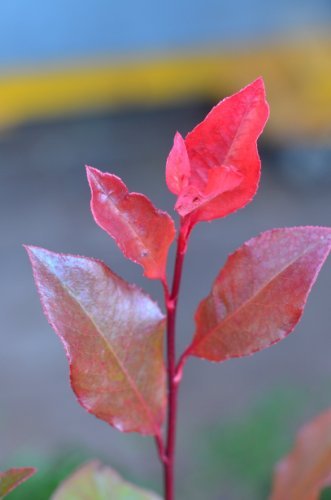 immergrüne Zwerg - Glanzmispel Photinia fraseri Little Red Robin 40 - 60 cm hoch im 3 Liter Pflanzcontainer - 