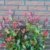 immergrüne Zwerg - Glanzmispel Photinia fraseri Little Red Robin 40 - 60 cm hoch im 3 Liter Pflanzcontainer -