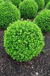japanische Hülse Ilex crenata Twiggy Kugel 35 - 40 cm mit Ballen -
