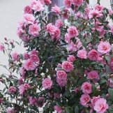 Japanische Kamelie Rosa - 1 strauch -