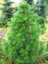 Japanische Schirmtanne Sciadopytis verticillata 60 - 70 cm hoch im 5 Liter Pflanzcontainer -