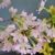 Japanische Zierkirsche Prunus kurilensis Ruby 60 - 80 cm hoch im 5 Liter Pflanzcontainer - 