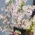 Japanische Zierkirsche Prunus kurilensis Ruby 60 - 80 cm hoch im 5 Liter Pflanzcontainer -