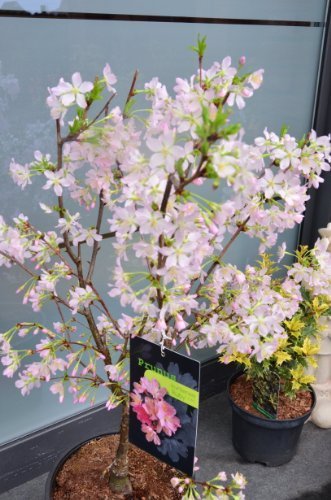 Japanische Zierkirsche Prunus kurilensis Ruby 60 - 80 cm hoch im 5 Liter Pflanzcontainer -