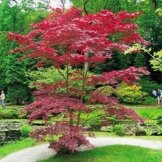 Japanischer Blutahorn - 1 baum -