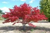 Japanischer Blutahorn Acer palmatum 1 Baum mit 50-60 cm Frosthart. Höhe im 3 Liter Container -