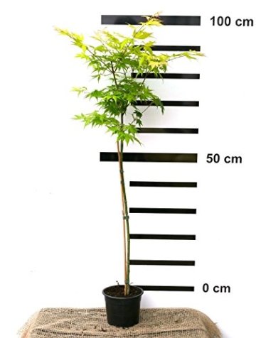 Japanischer Fächer-Ahorn - Acer palmatum Orange Dream - Veredelung auf Stämmchen - 50 cm, im 1,5 Liter-Topf -