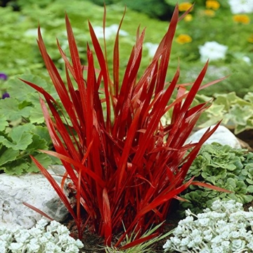 Japanisches Blutgras Red Baron - 1 pflanze -