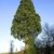 Jungbaum Berg Mammutbaum Sequoiadendron giganteum ca. alt 50 cm Höhe - 