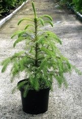 Jungbaum Berg Mammutbaum Sequoiadendron giganteum ca. alt 50 cm Höhe -