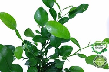 Kaffir-Limette, frische Kaffir Limetten Pflanze, Citrus hystrix, im 12 cm Topf - 