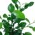 Kaffir-Limette, frische Kaffir Limetten Pflanze, Citrus hystrix, im 12 cm Topf - 