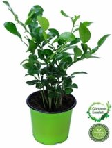 Kaffir-Limette, frische Kaffir Limetten Pflanze, Citrus hystrix, im 12 cm Topf -