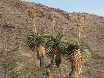 Kakteengarten 1 winterharte Pflanze Yucca rostrata 