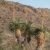 Kakteengarten 1 winterharte Pflanze Yucca rostrata 
