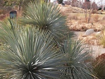 Kakteengarten 1 winterharte Pflanze Yucca rostrata "Sapphir Sky" / Blaublättrige Yucca im 1, 5Liter Rosentopf -