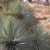 Kakteengarten 1 winterharte Pflanze Yucca rostrata "Sapphir Sky" / Blaublättrige Yucca im 1, 5Liter Rosentopf -