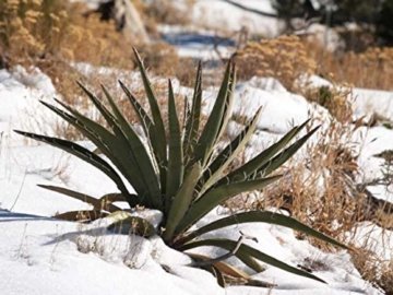 Kakteengarten 3 winterharte Pflanze Yucca /Palmlilien im 15cm Topf oder Rosentopf - 