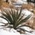 Kakteengarten 3 winterharte Pflanze Yucca /Palmlilien im 15cm Topf oder Rosentopf - 
