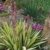 Kakteengarten 3 winterharte Pflanze Yucca /Palmlilien im 15cm Topf oder Rosentopf -