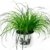 Katzengras, Hochwertiges Cyperus-Katzengras, im 12 cm Topf, zur Verdauungsunterstützung -